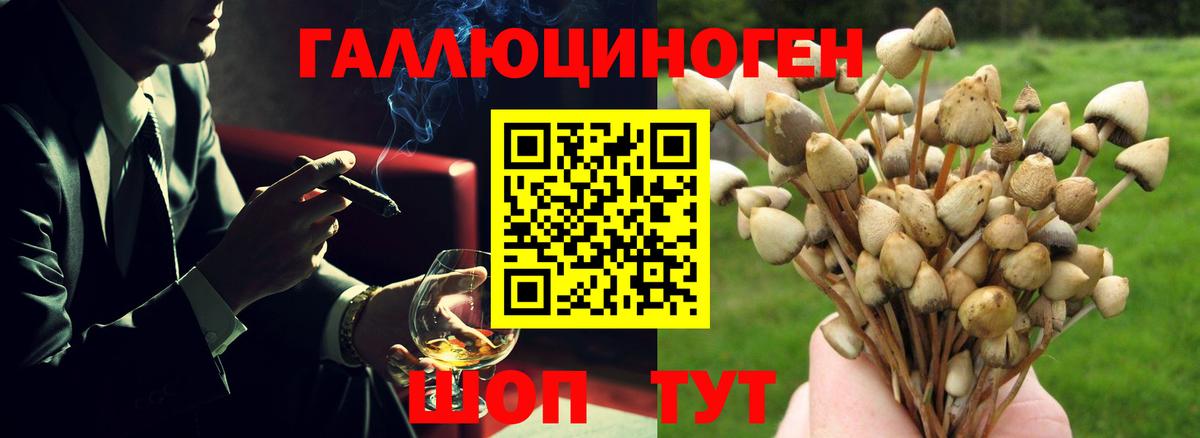 Владимир  Галлюциногенные грибы прущие грибы  Вход с VPN 